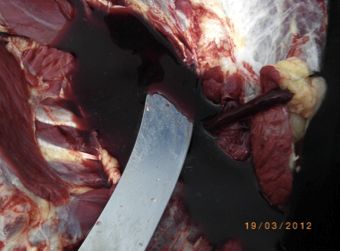 Image of knife blade in blood pool on <em>post-mortem</em>